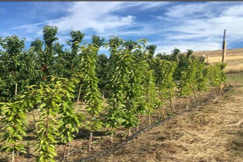 Orchard fertilization Orchard fertilization