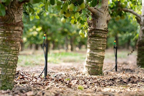 Orchard fertilization Orchard fertilization