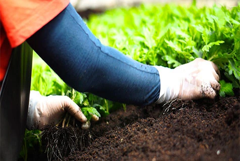 Application of Potassium Acetate in High-end Fertilizers Application of Potassium Acetate in High-end Fertilizers
