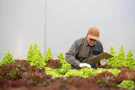 Application of Potassium Acetate in High-end Fertilizers